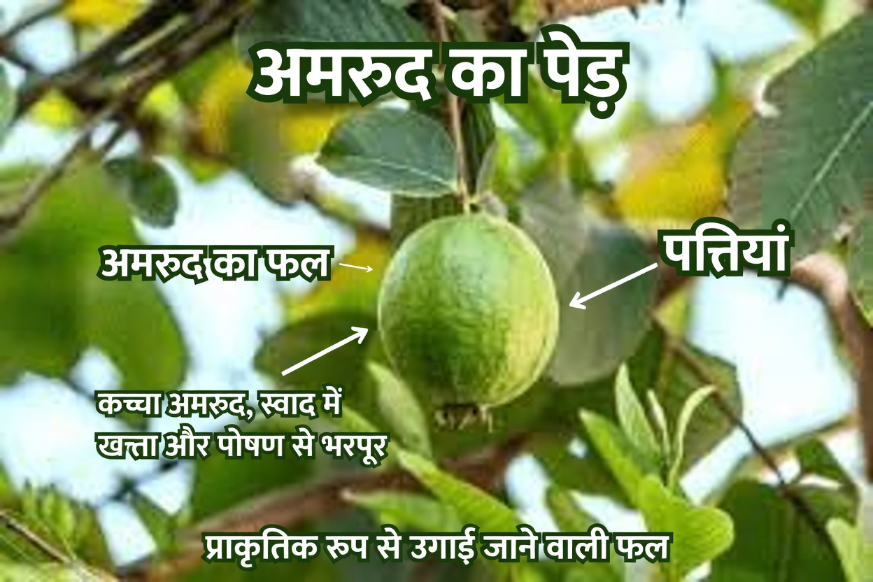 अमरूद के साथ आँखों के स्वास्थ्य का प्राकृतिक ख्याल: एक सरल मार्गदर्शिका