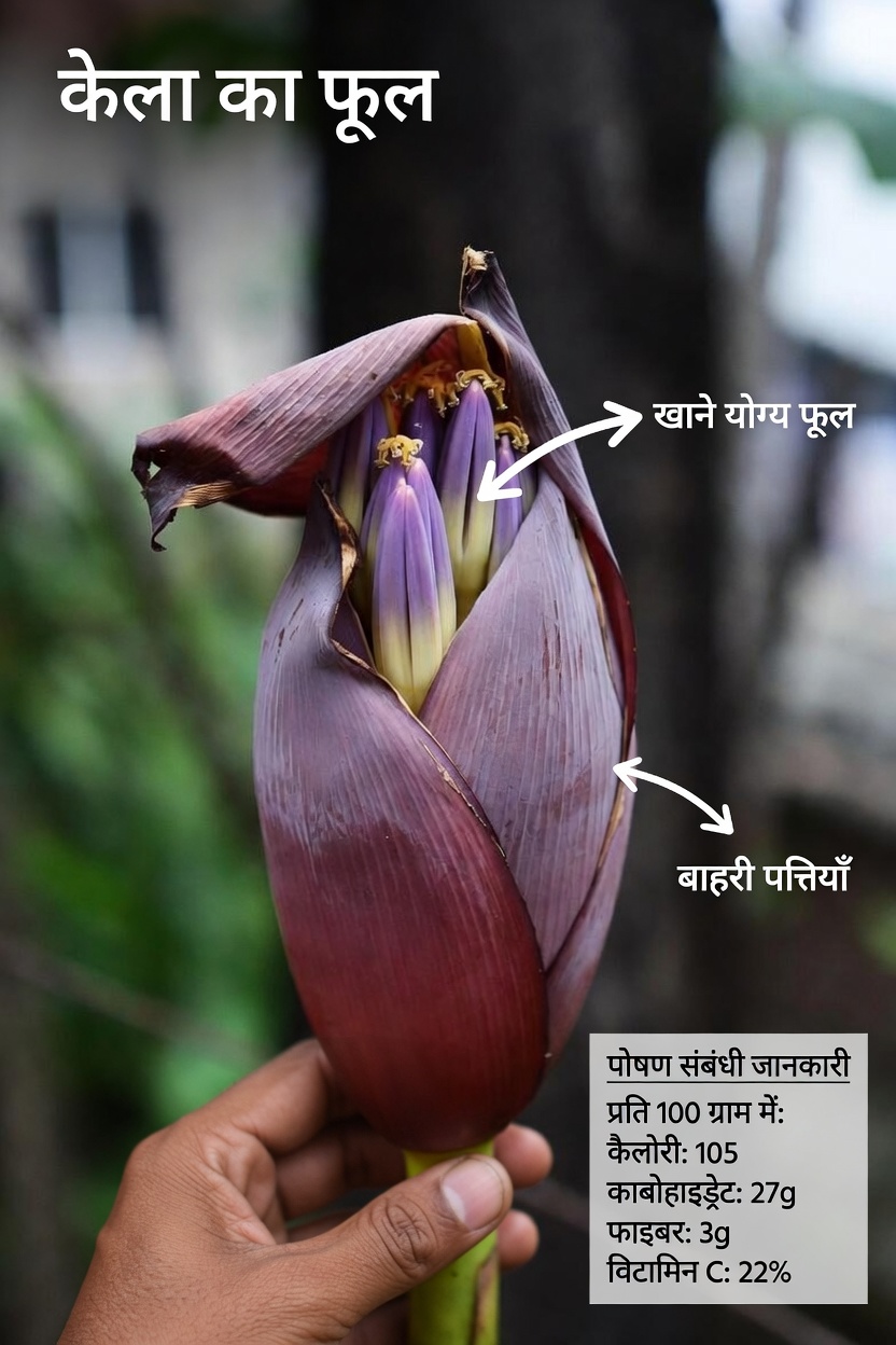 केले के फूल की चौंकाने वाली सेहतमंद क्षमता जानें: अपनी दैनिक दिनचर्या में शामिल करने योग्य पोषक तत्वों से भरपूर विकल्प