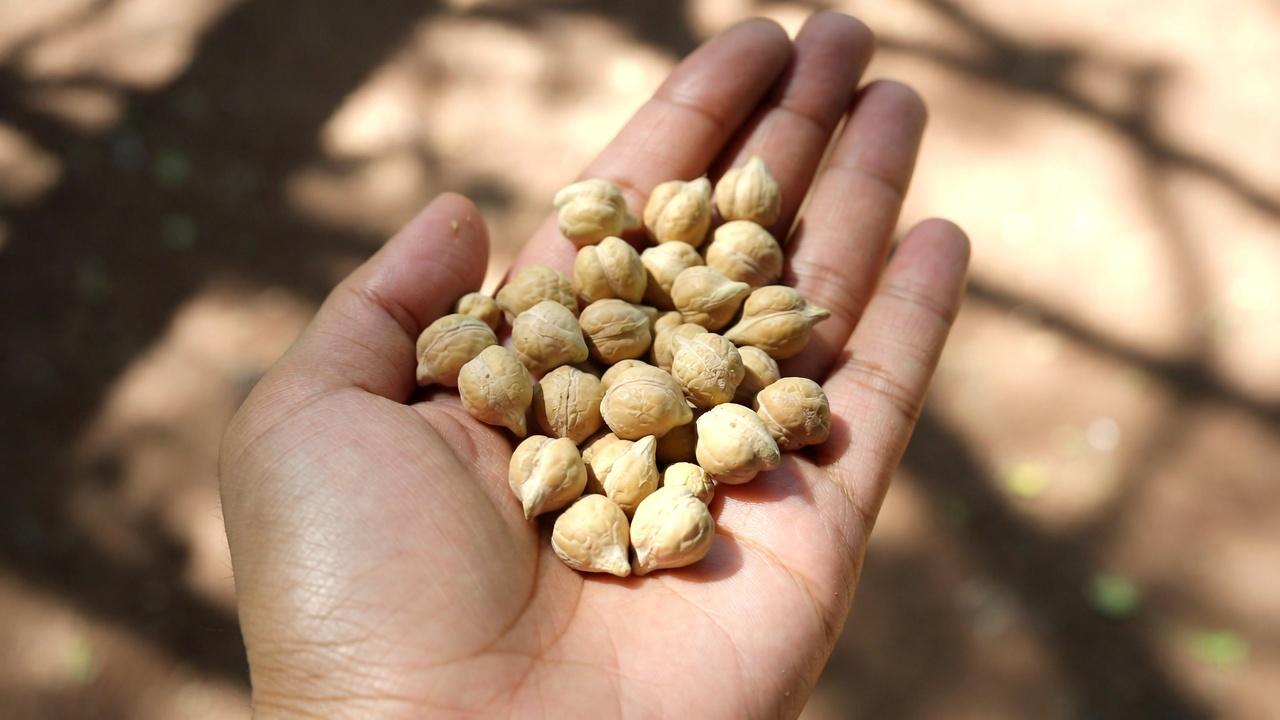 वरिष्ठ नागरिकों के लिए: यदि आपको किडनी से जुड़ी चिंताएँ हैं तो 6 प्रोटीन जिन्हें सीमित करें और 4 अधिक सुरक्षित विकल्प