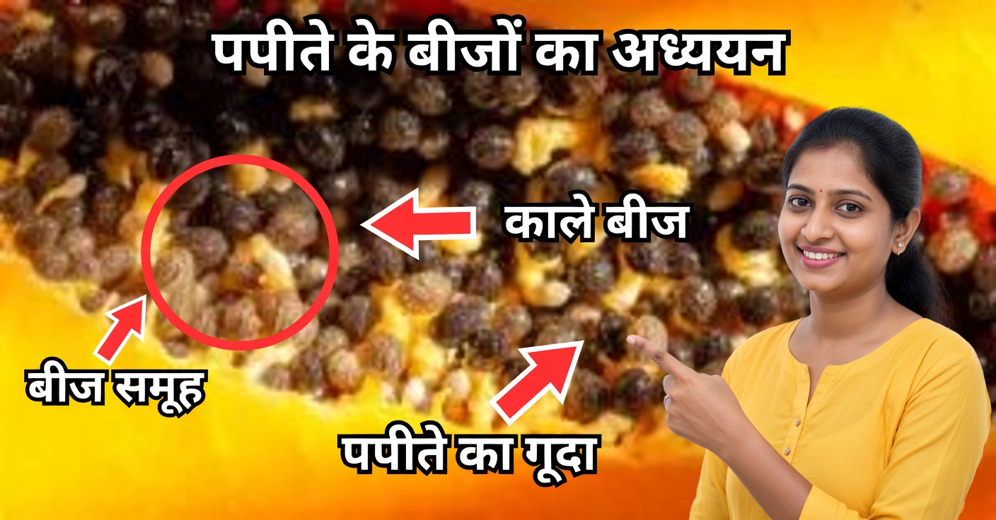 पपीता के बीज: दिन में 4 कैसे चबाएँ और उनके फायदे