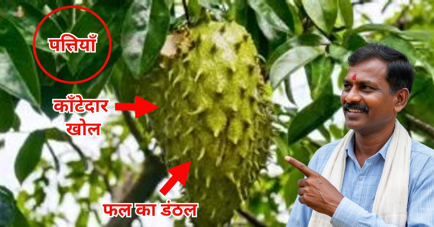 गुआनाबाना की पत्तियाँ: लाभ, उपयोग और पारंपरिक रेसिपी