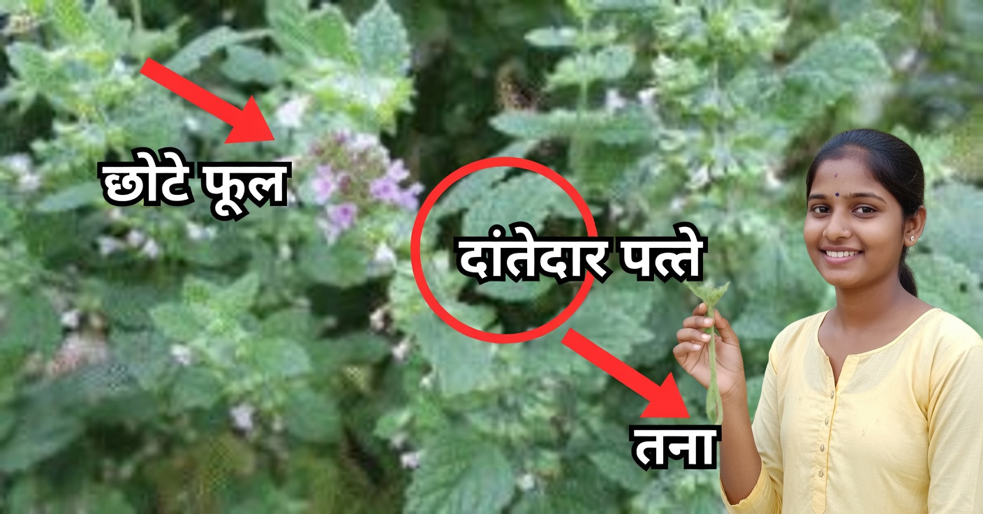 यकृत के लिए टोरोंजिल: प्राकृतिक रूप से साफ करता है और सूजन घटाता है