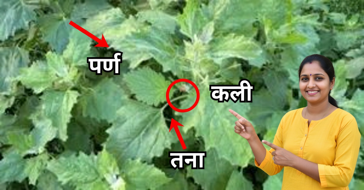 एपाज़ोटे के फायदे: उपयोग और प्राकृतिक गुण