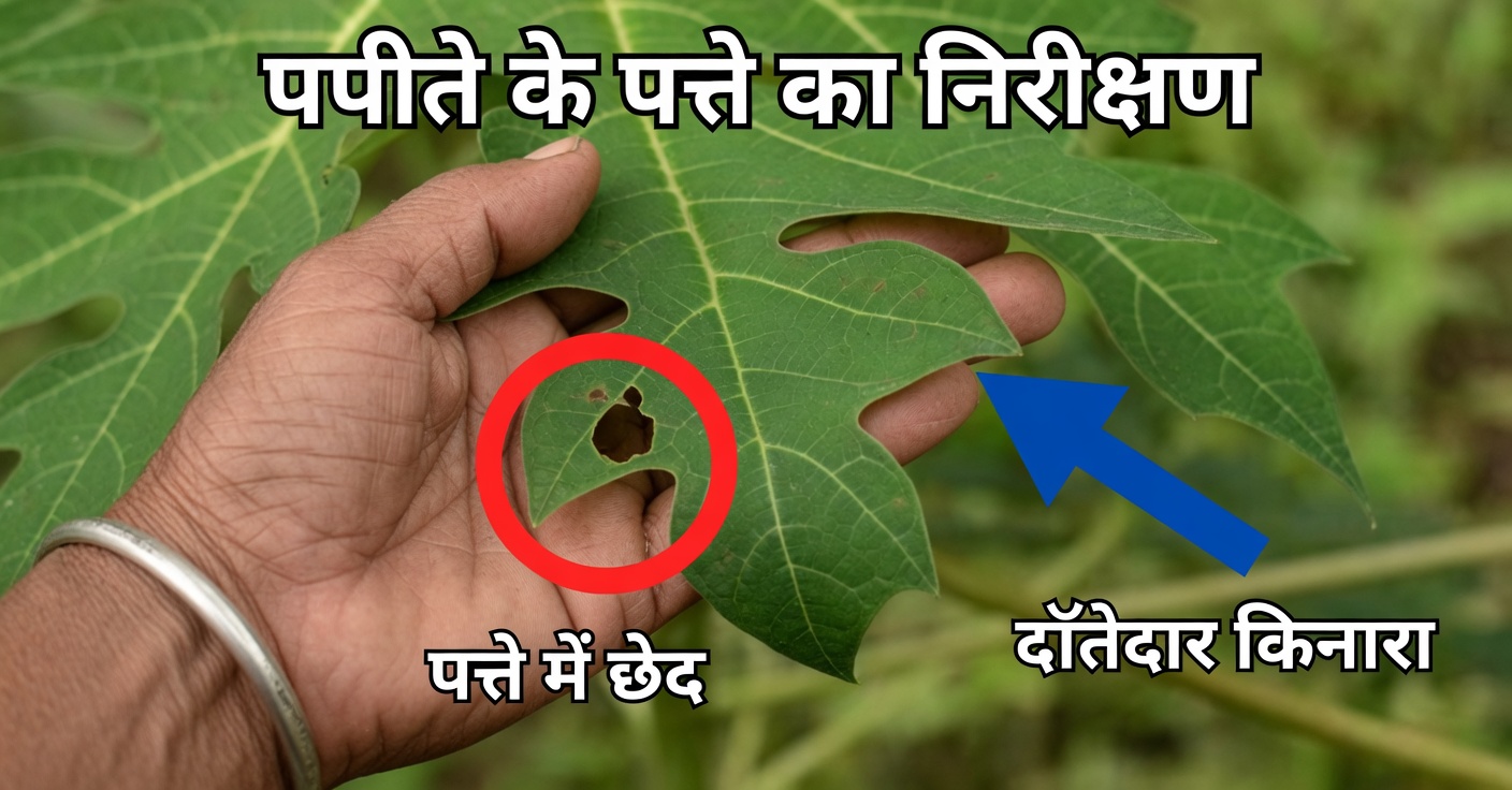 पपीते के पत्ते: 20 लाभ और उनका उपयोग कैसे करें