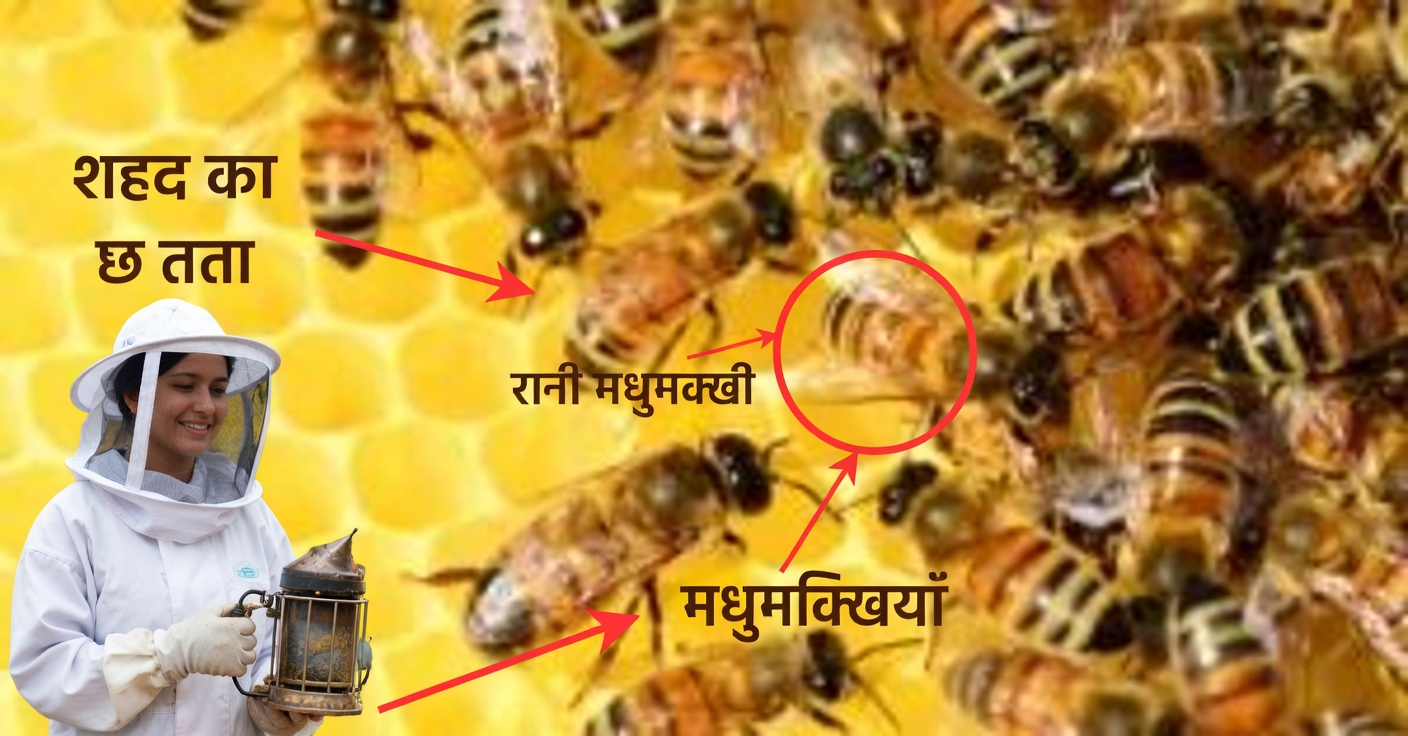 आपकी सेहत सुधारने के लिए शहद के उपाय