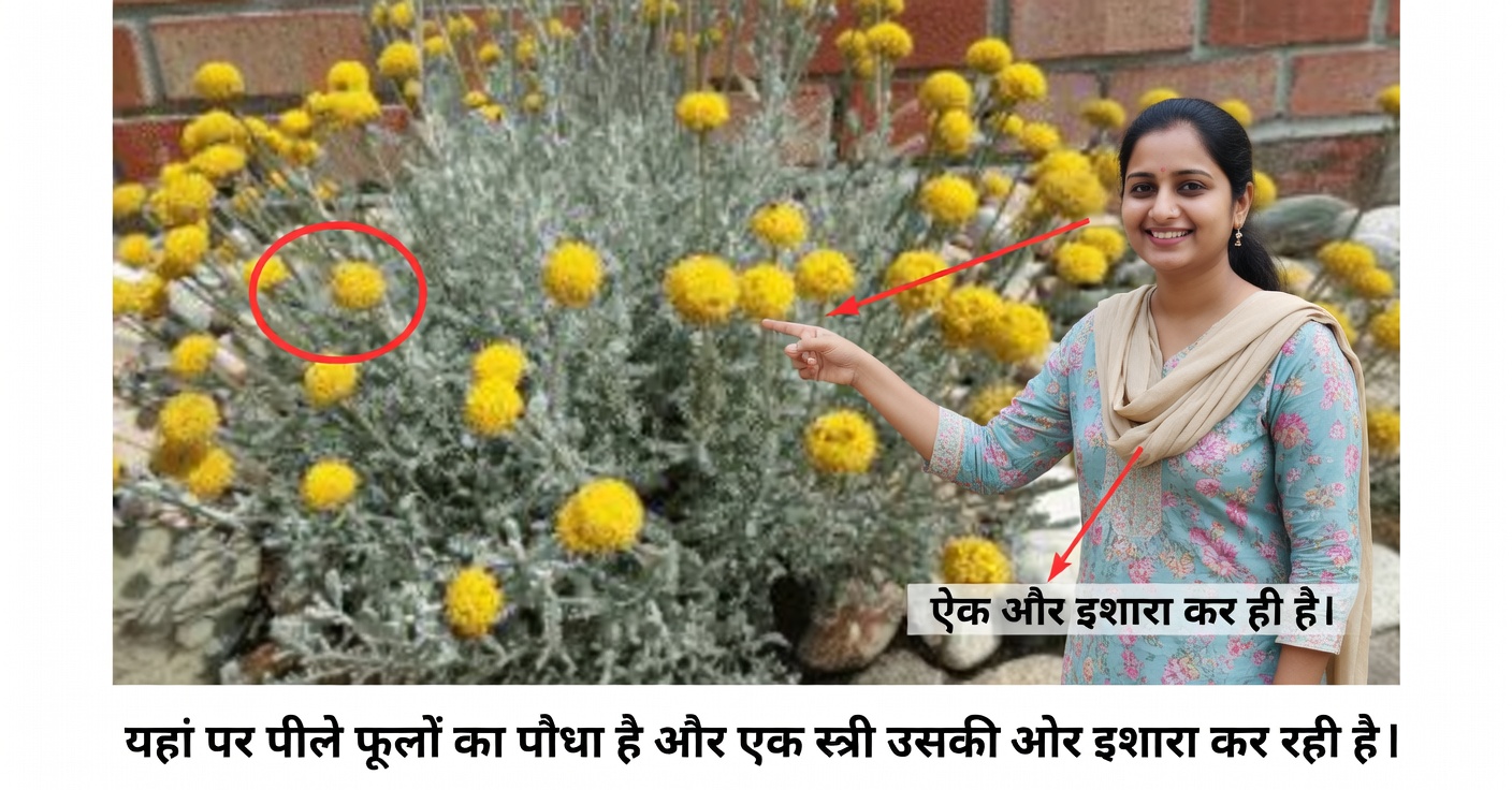Helichrysum arenarium के फायदे और घर पर इसका उपयोग कैसे करें