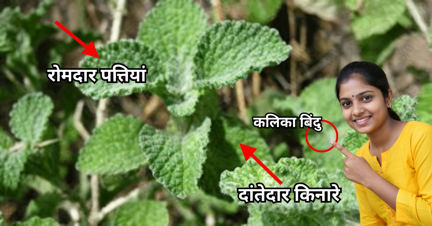 मैरुबियो के फायदे और इसे कैसे इस्तेमाल करें