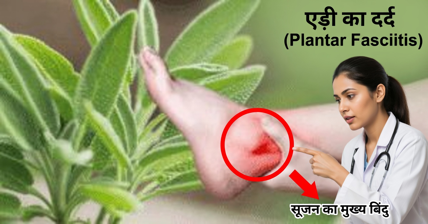 साल्विया के फायदे: दर्द, माइग्रेन और भूलने की बीमारी से राहत