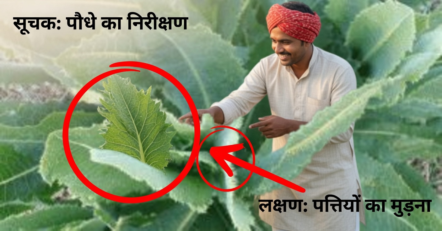 काँटेदार सलाद पत्ता: उपयोग और लाभ