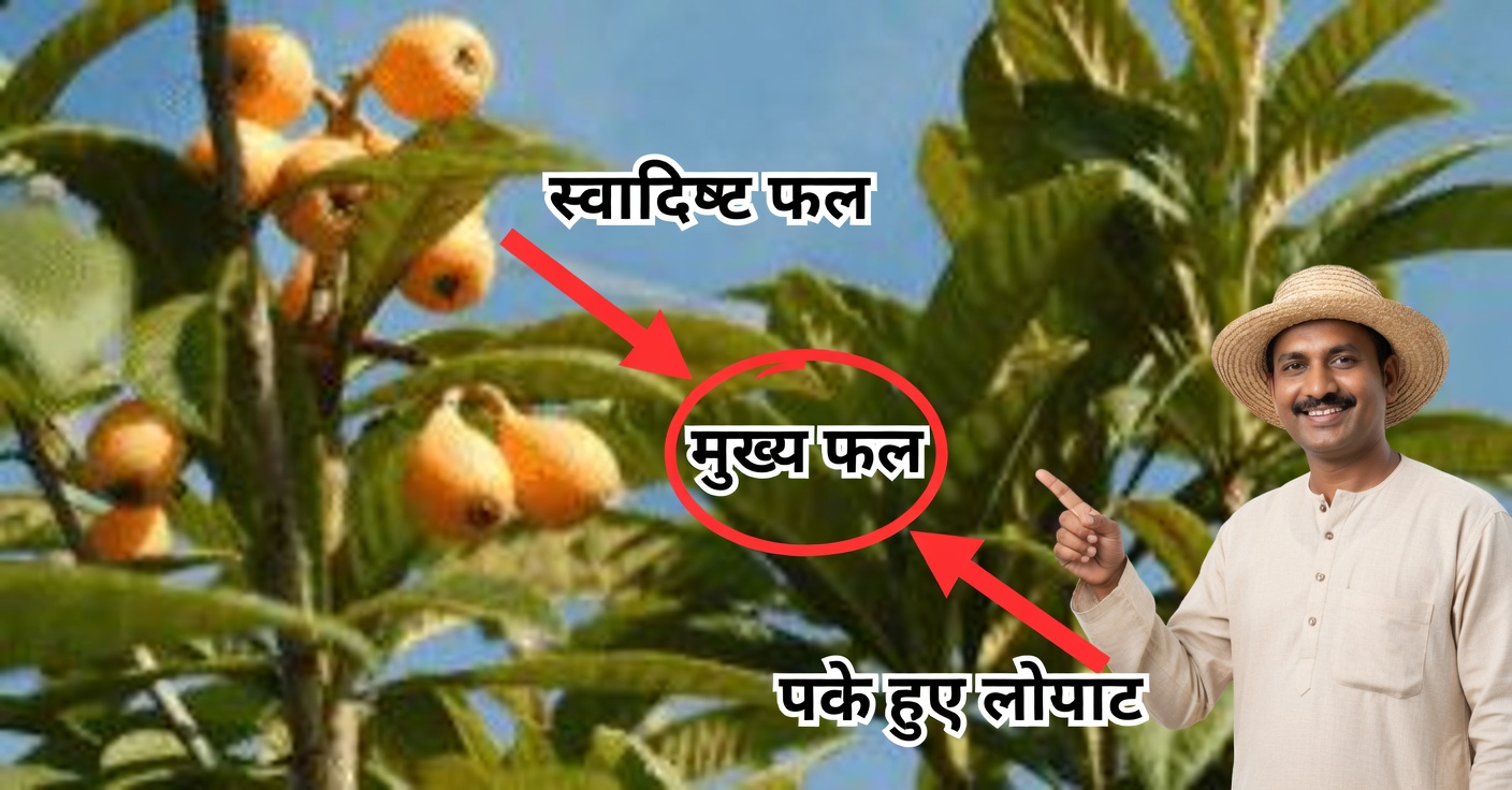 लोकाट की पत्तियाँ: फायदे और उन्हें कैसे तैयार करें