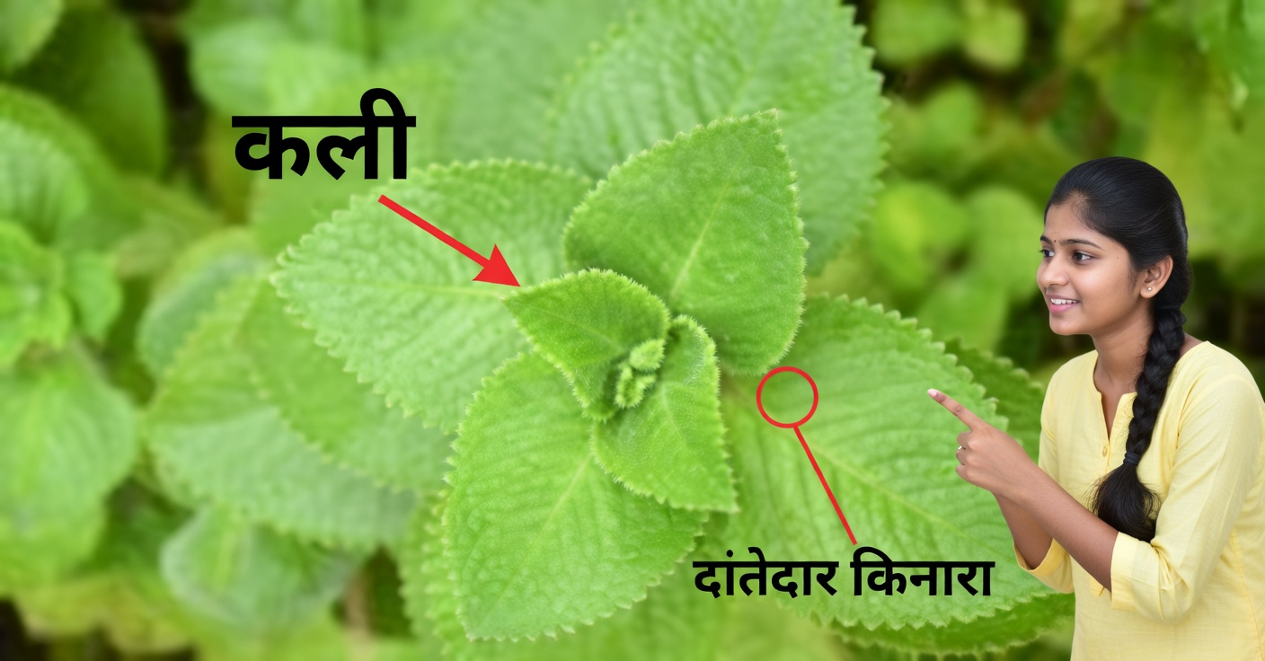 घर पर बड़े पत्तों वाला ओरेगानो: उपयोग और लाभ