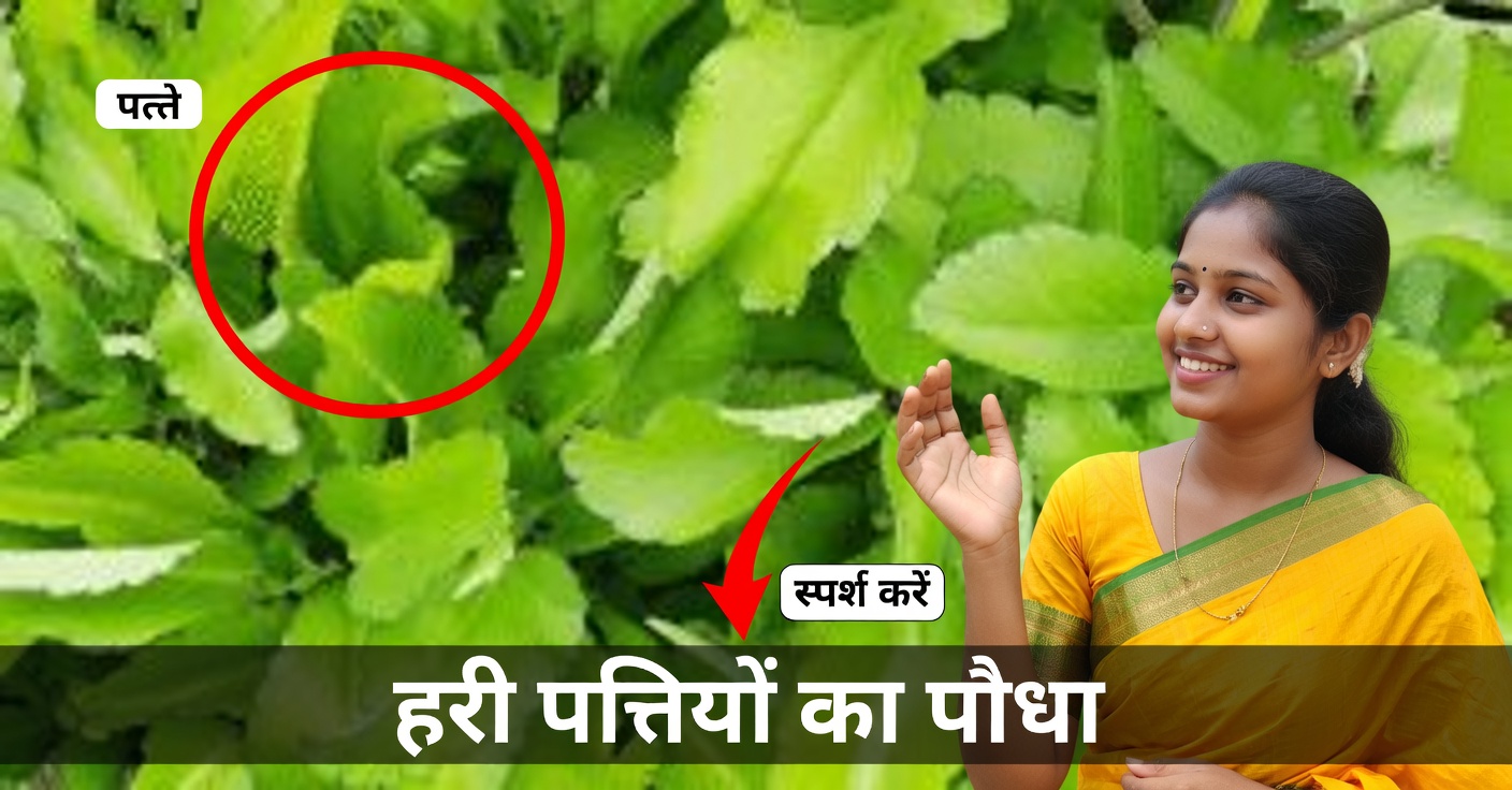 होया डे ला विदा: 7 फायदे और इसे घरेलू नुस्खों के साथ कैसे इस्तेमाल करें