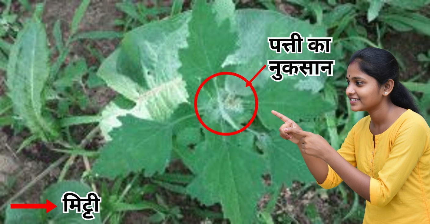 लैम्ब क्वार्टर्स: गुण और औषधीय लाभ