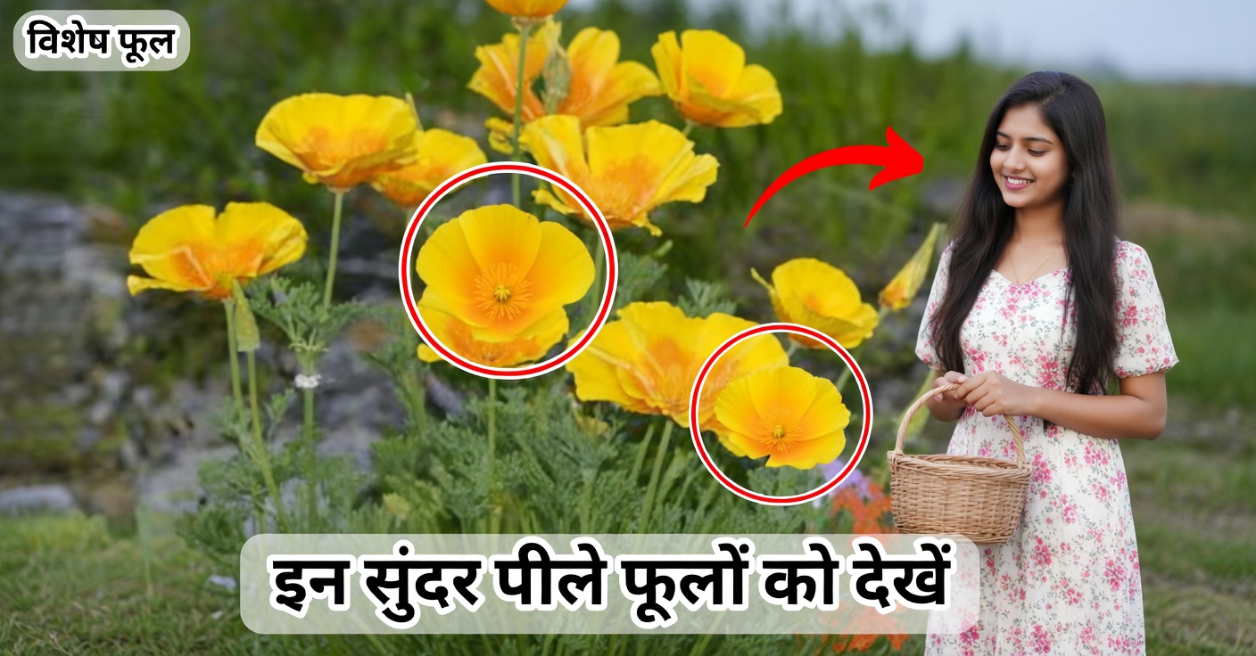 कैलिफ़ोर्निया पॉपी: प्राकृतिक विश्राम