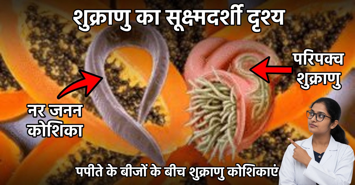 बड़ी आंत के लिए पपीता: फायदे और परजीवियों को कैसे खत्म करें