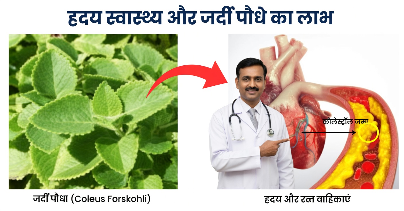 ट्राइग्लिसराइड्स का घरेलू इलाज: अदरक, पोलेओ और दालचीनी से कोलेस्ट्रॉल कम करें