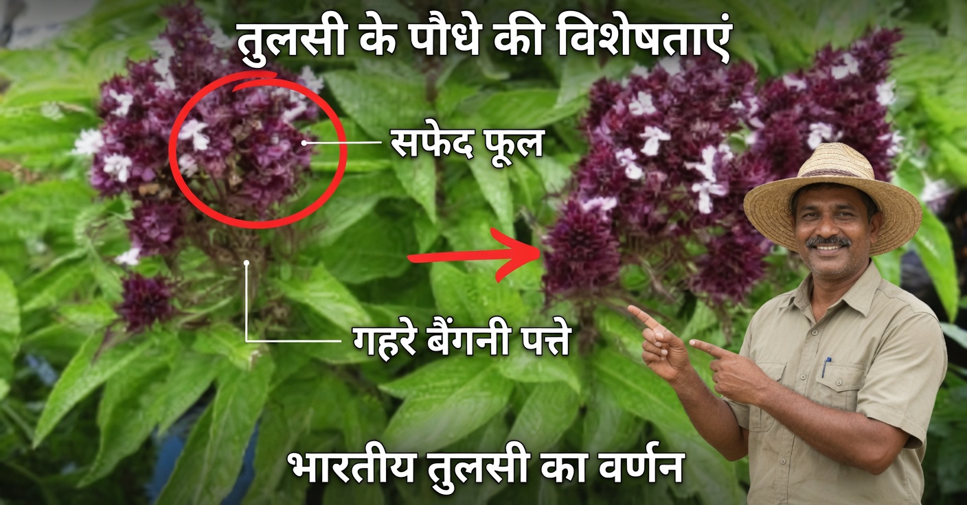 तुलसी के फूल: ऐसे उपयोग और फायदे जिनके बारे में आप नहीं जानते थे
