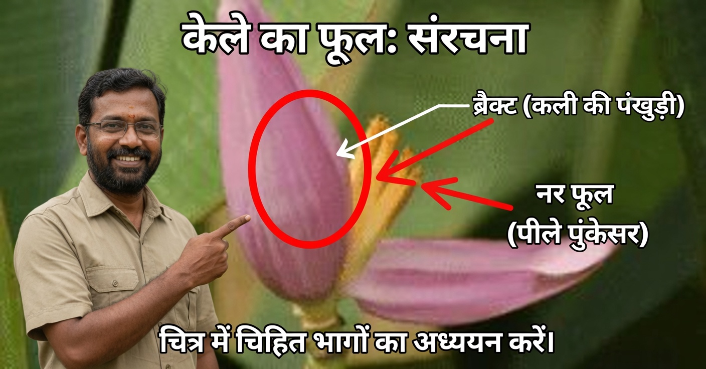 केले का फूल: पोषक, बहुमुखी और औषधीय