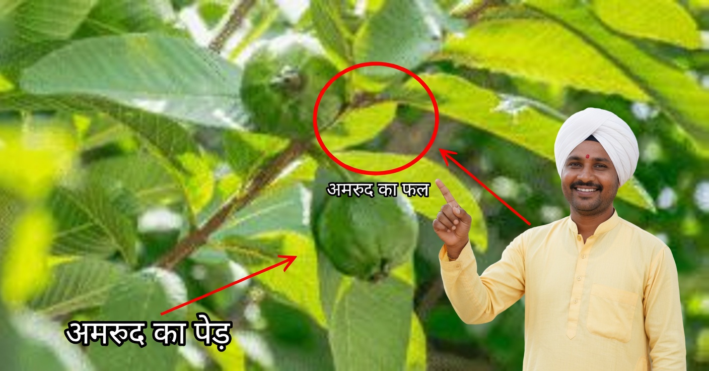 अमरूद के पत्ते: आपकी सेहत के लिए 25 फायदे