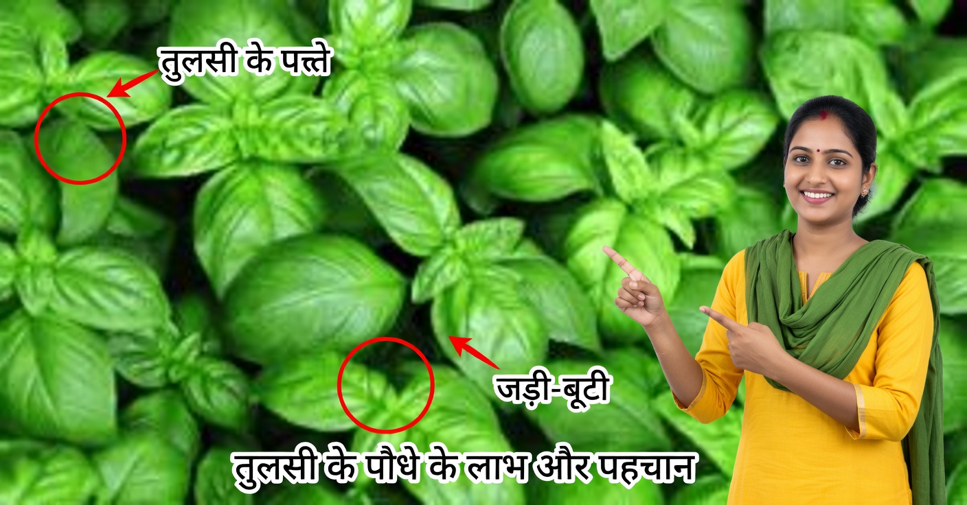आंखों के लिए तुलसी: फायदे और उपयोग करने का तरीका