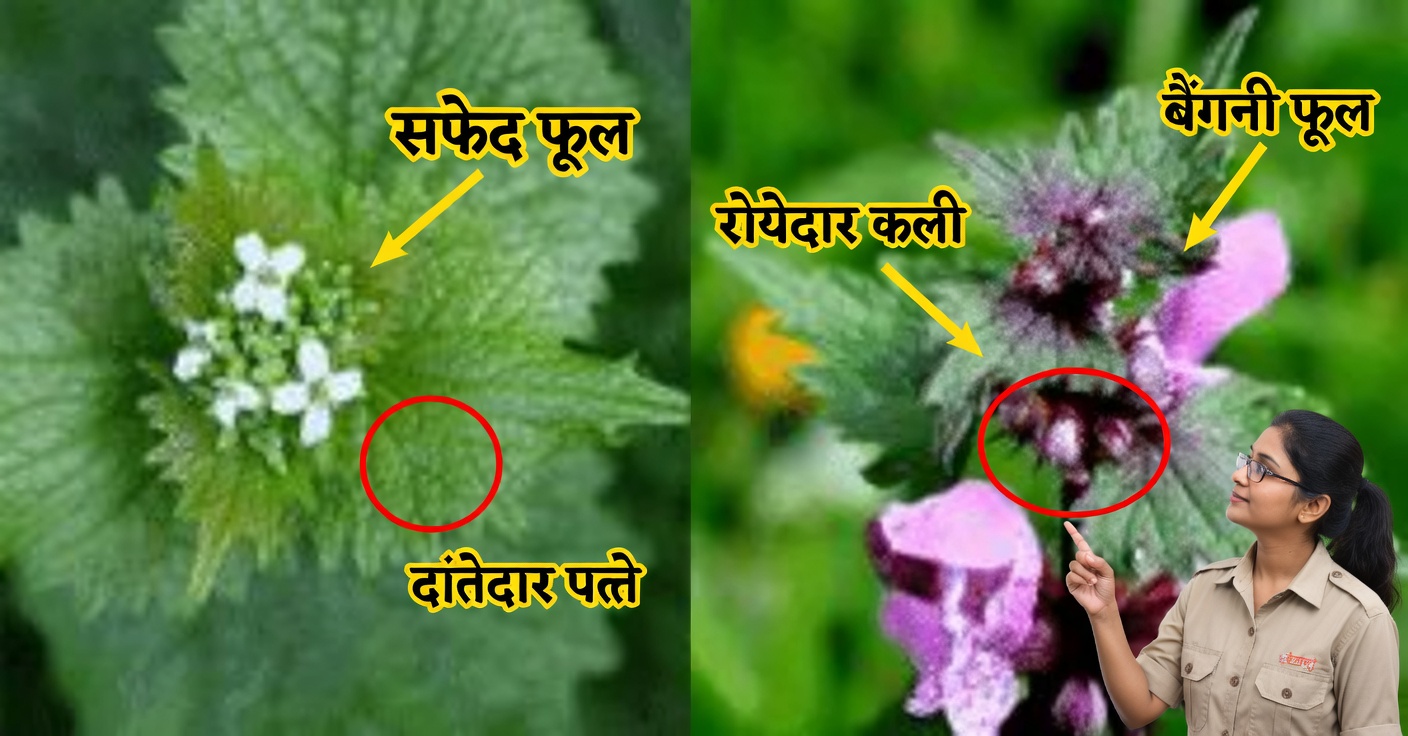 बैंगनी मृत बिछुआ: लाभ और प्राकृतिक नुस्खे