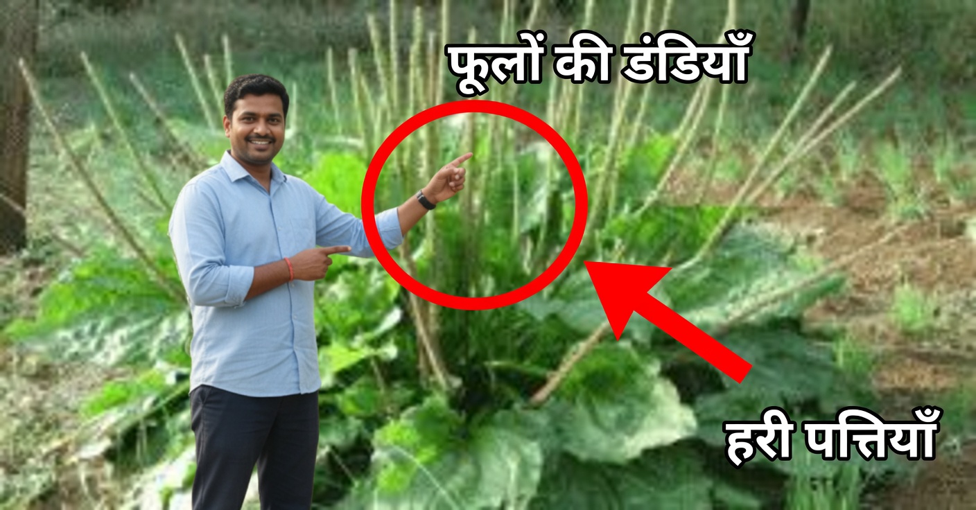 स्वास्थ्य के लिए प्लांटैन के लाभ