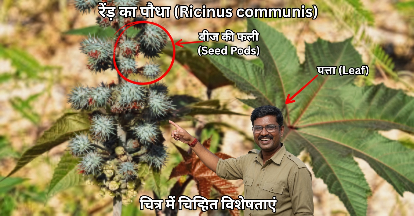 अरंडी के औषधीय उपयोग: प्राकृतिक नुस्खे और लाभ