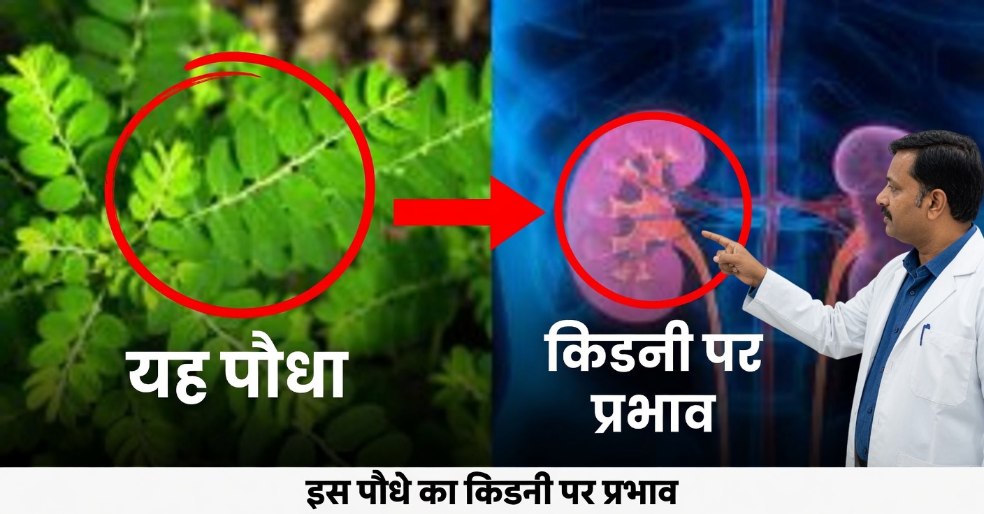 गुर्दों के लिए चान्का पिएद्रा: फायदे और इसे कैसे लें