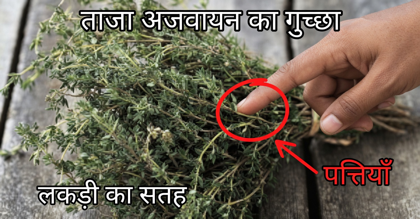 चक्कर और फाइब्रोमायल्जिया के लिए थाइम: प्रभावी प्राकृतिक नुस्खे