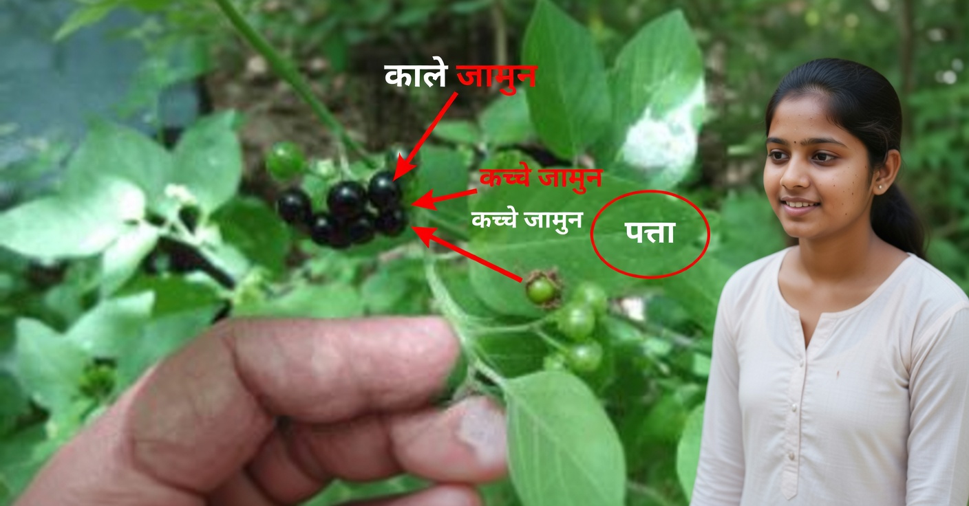 हिएर्बा मोरा: लाभ और प्राकृतिक नुस्खे