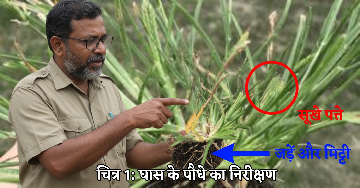 गूज़ग्रास: अपनी सेहत सुधारने के लिए 15 चौंकाने वाले उपयोग