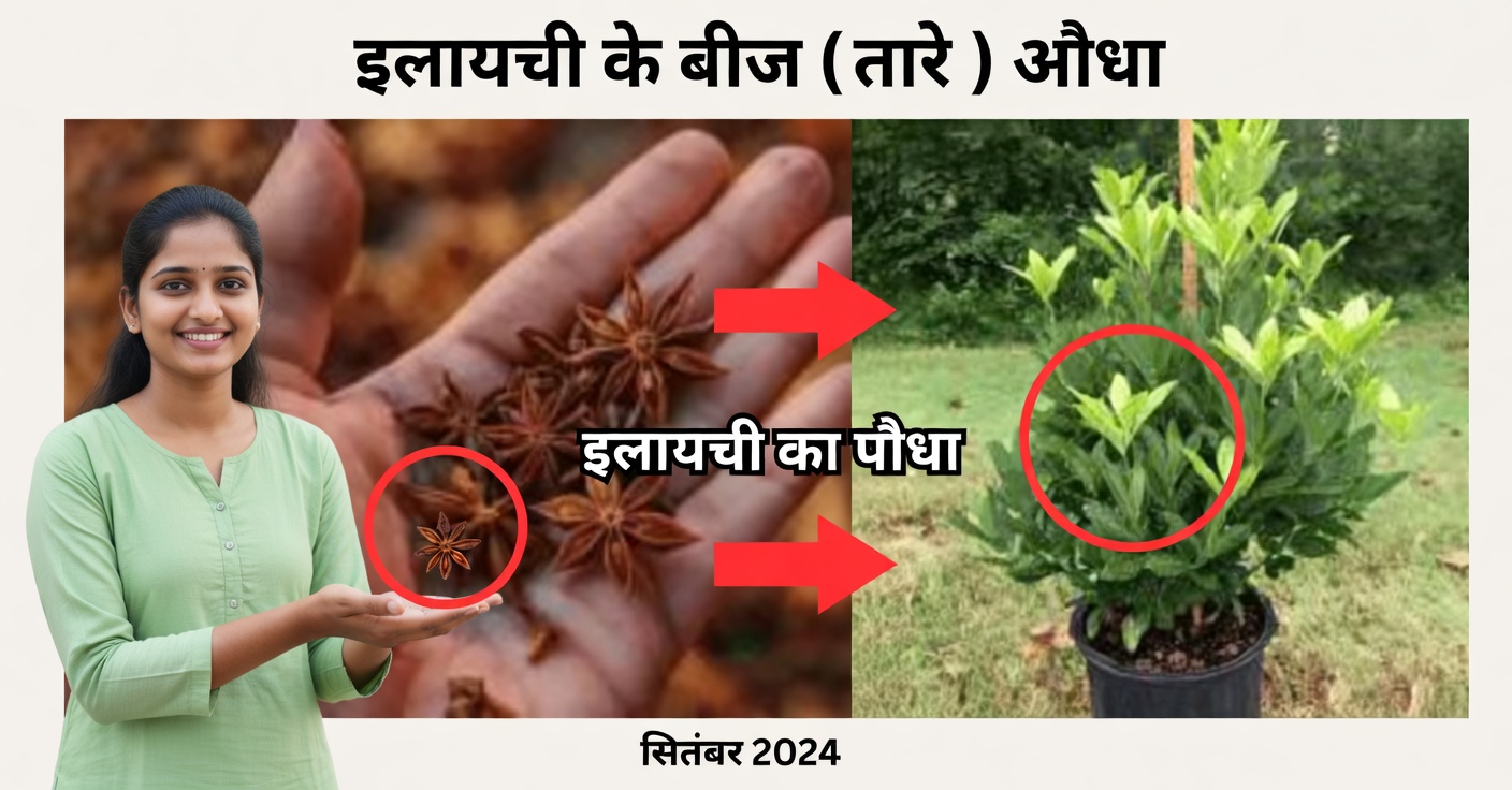 घर पर चक्रफूल (स्टार ऐनिस) कैसे उगाएँ और उसके फायदों का उपयोग करें