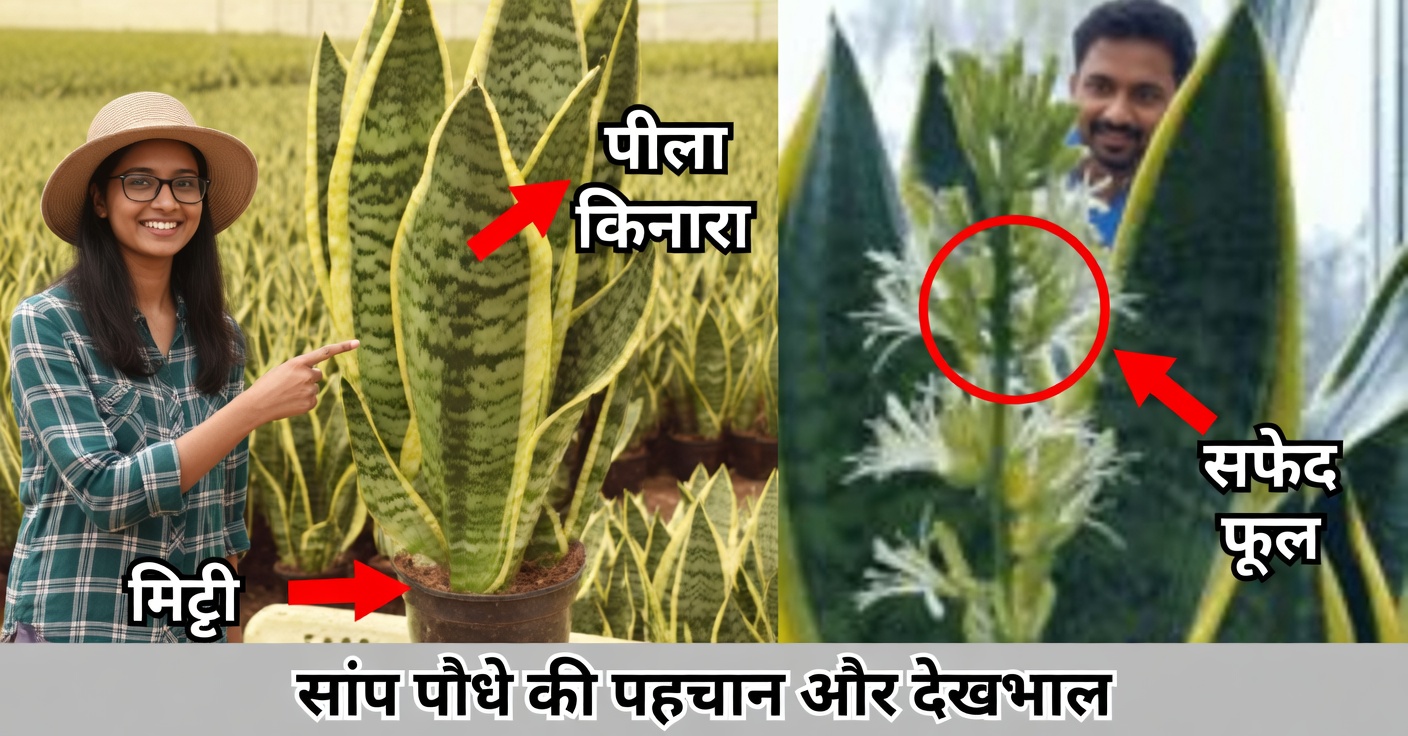 जानें कि सेंसिवेरिया या सास की ज़ुबान में सुंदर फूल कैसे खिलाएँ