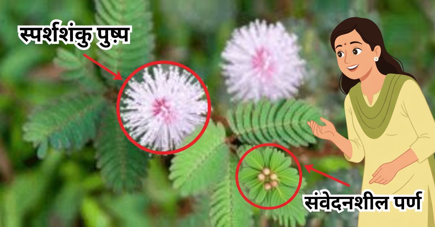 मिमोसा पुडिका: संवेदनशील पौधे के लाभ और औषधीय उपयोग