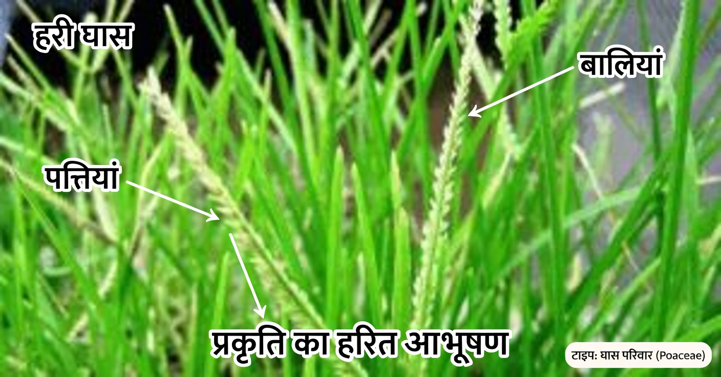 हंसघास: गुण, लाभ और 25 रोगों के लिए घरेलू उपचार