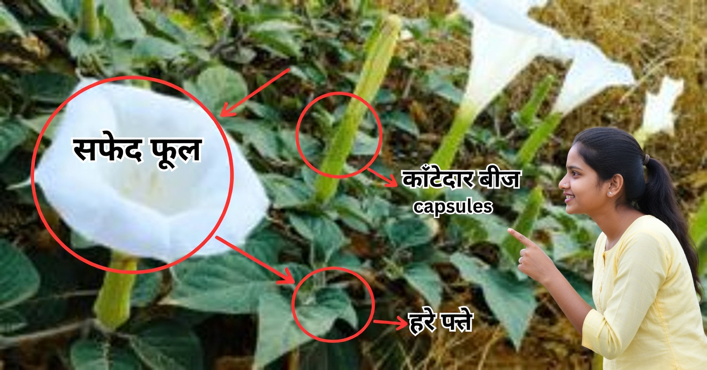 धतूरा या घंटी का फूल: अपने बगीचे में इसे न रखने के 10 कारण