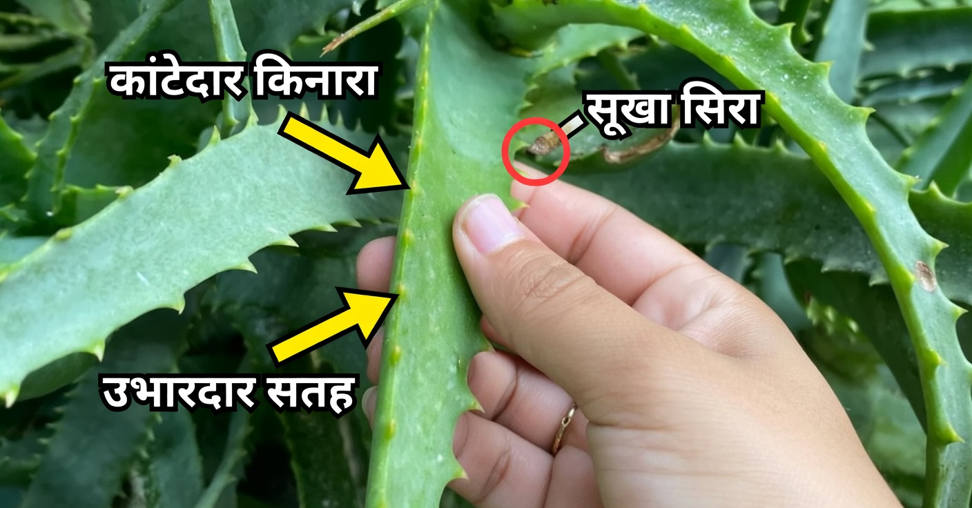 रुकिए! आप नींबू पानी इस तरह पीकर बड़ी गलती कर रहे हैं: नींबू पानी सही तरीके से कैसे बनाएं