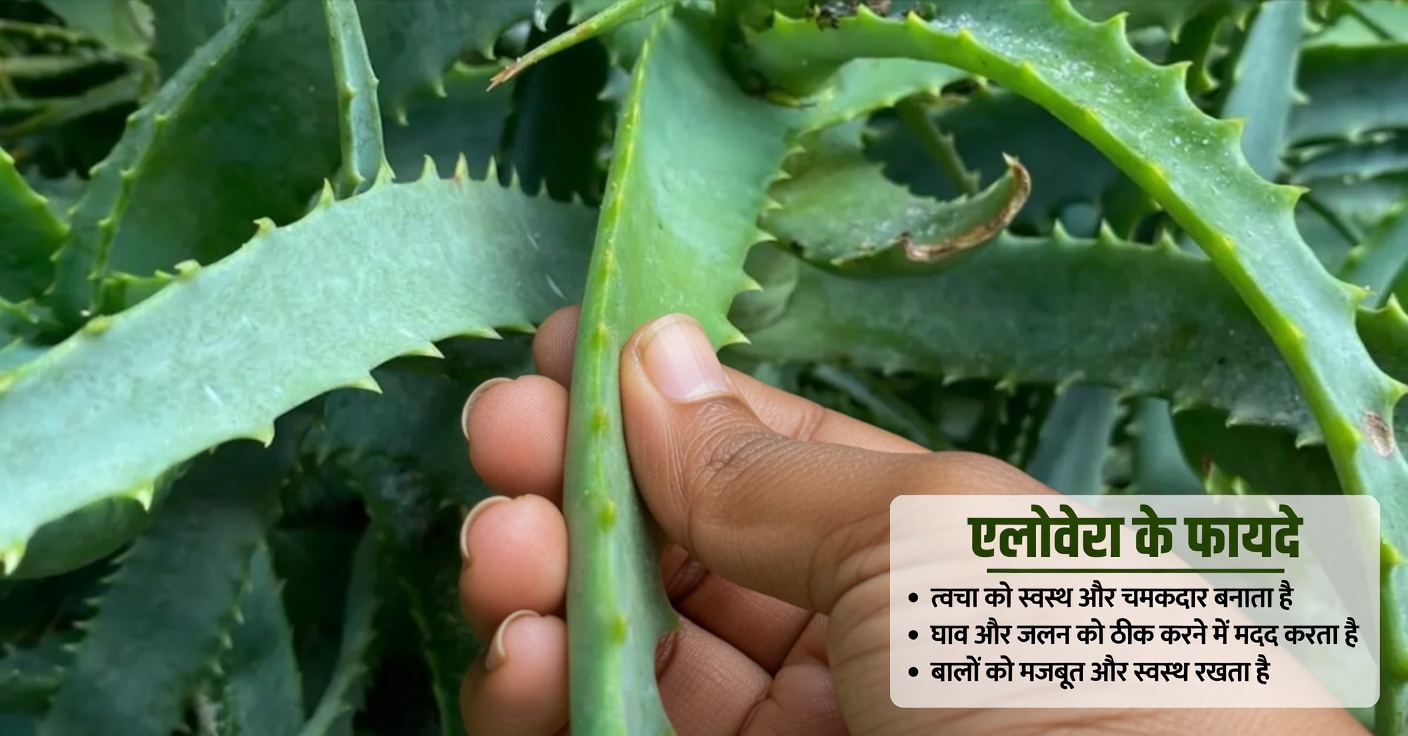 काबुली चना और अंडे: प्रोटीन से भरपूर, मांस-मुक्त विकल्प