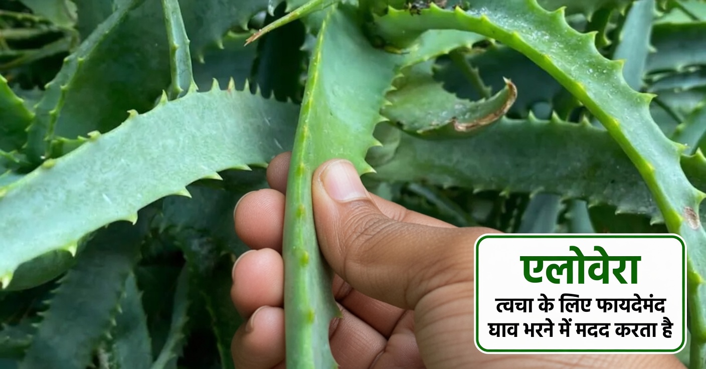 काबुली चना और अंडे: प्रोटीन से भरपूर, मांस-मुक्त विकल्प