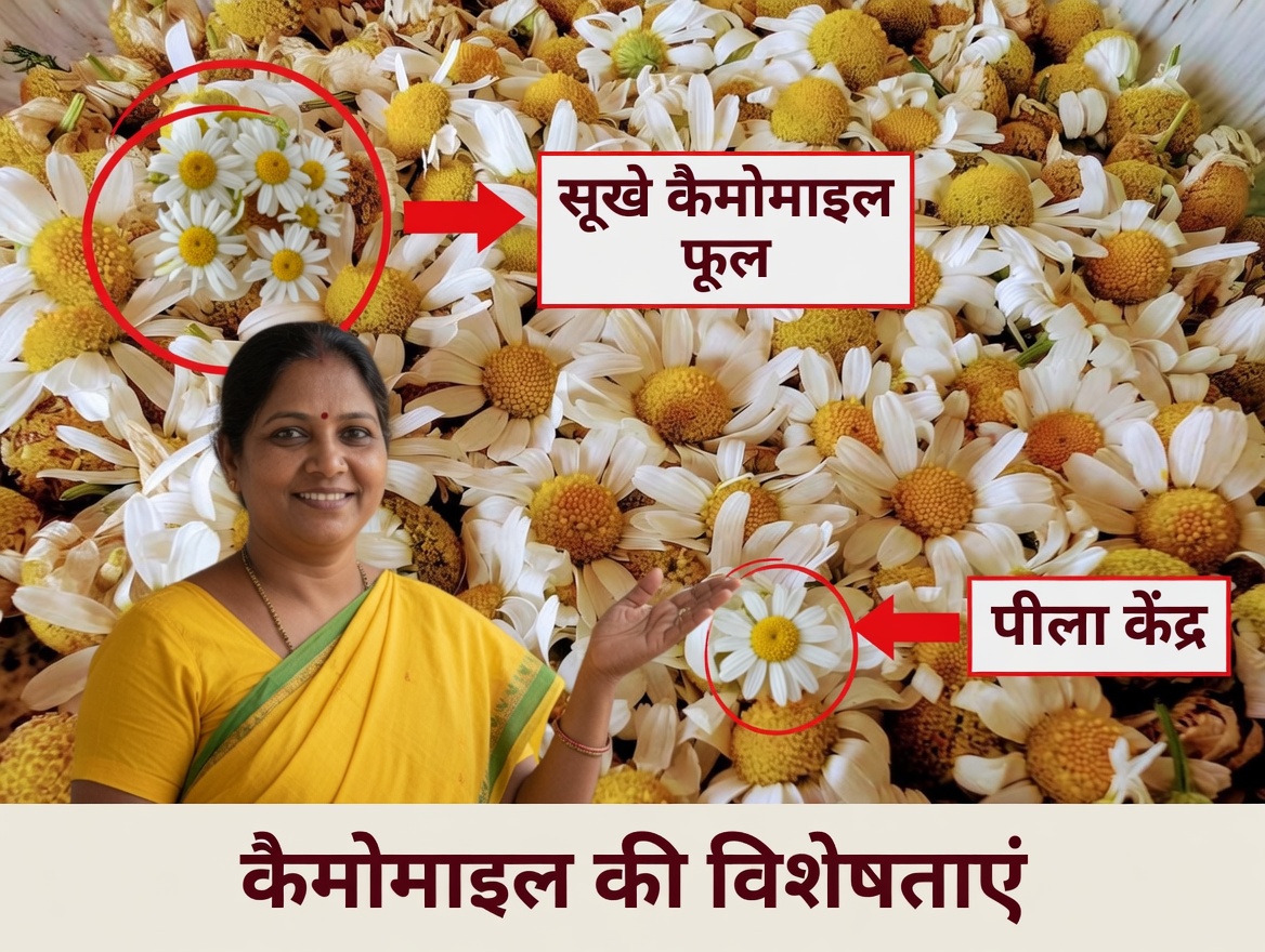 प्राकृतिक आपातकालीन किट जो हर किसी के घर में होनी चाहिए 2026