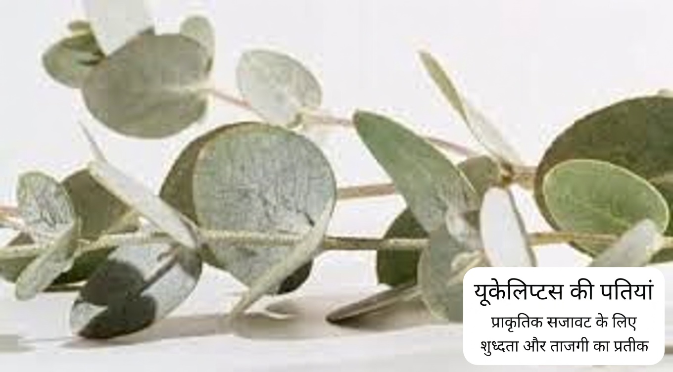 यूकेलिप्टस की चाय – यह किस काम आती है? – आपकी सेहत और सुंदरता के लिए फायदे