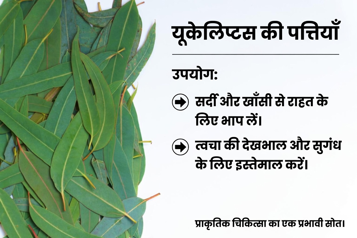 यूकेलिप्टस की चाय – यह किस काम आती है? – आपकी सेहत और सुंदरता के लिए फायदे