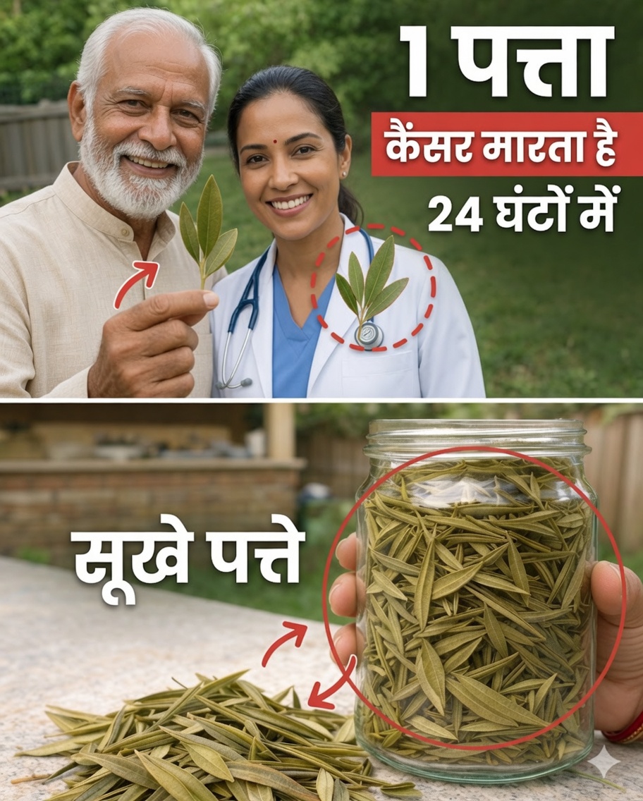 ध्यान आकर्षित करने वाली पत्ती: ग्रेविओला की पत्तियों और उनके कल्याण की क्षमता की खोज