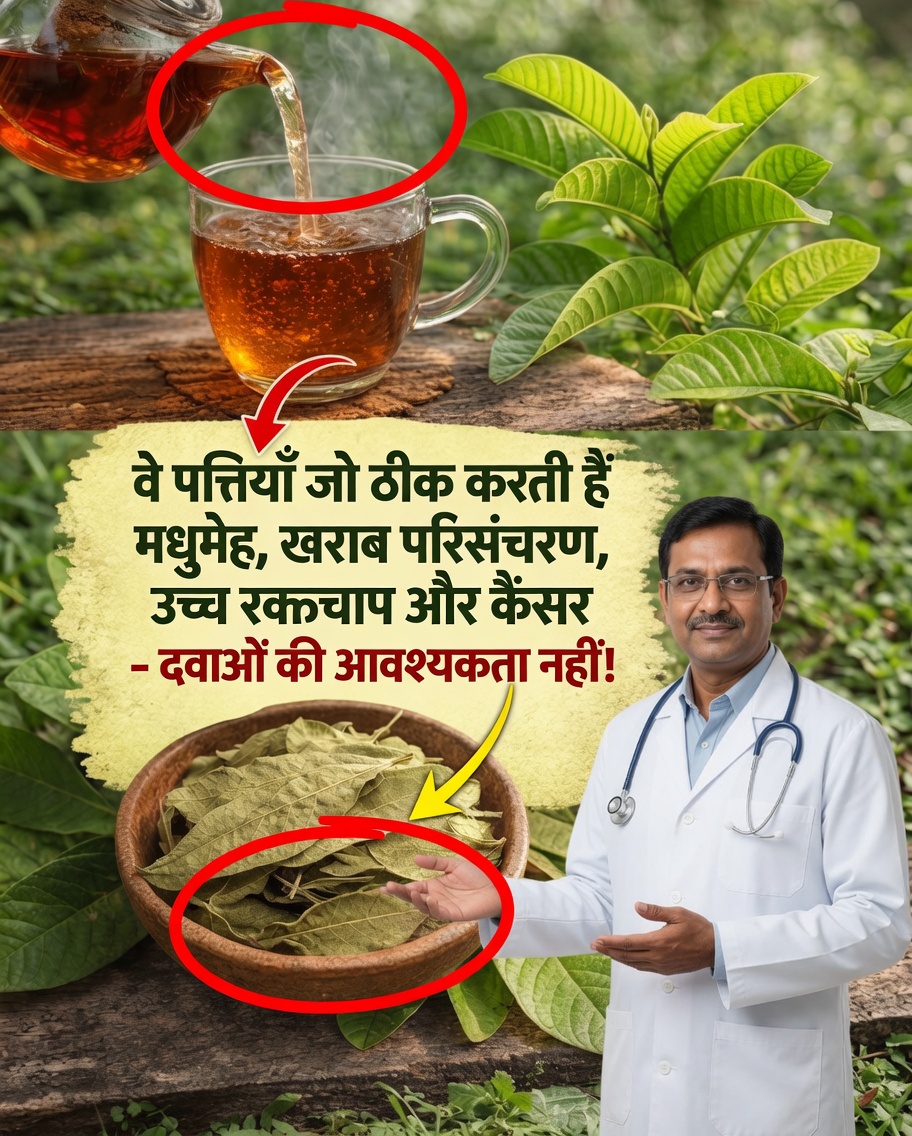 पत्तों वाली अमरूद की पत्तियों के साथ बेहतर रक्त संचार का प्राकृतिक रूप से समर्थन करने, रक्तचाप को संतुलित करने और समग्र कल्याण को बढ़ावा देने का तरीका जानें