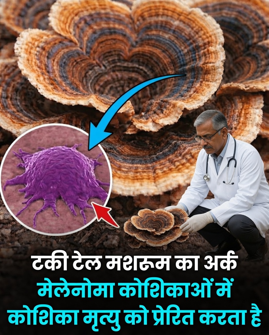 क्या टर्की-टेल मशरूम के अर्क मेलानोमा कोशिकाओं पर अनुसंधान के लिए नए दृष्टिकोण ला सकते हैं?