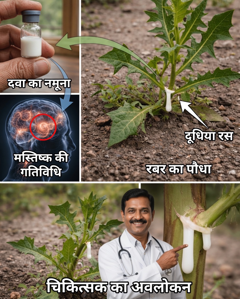 हर जगह उगने वाली आश्चर्यजनक जड़ी-बूटी, जिसका रस कभी चाँदी जितना कीमती था