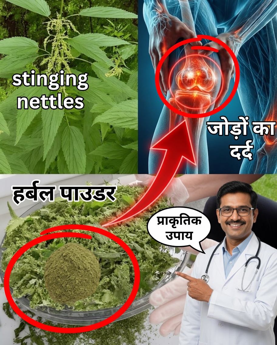Urtica dioica की शक्ति: जोड़ों के दर्द, गठिया और सूजन से राहत पाने का एक प्राकृतिक मार्ग