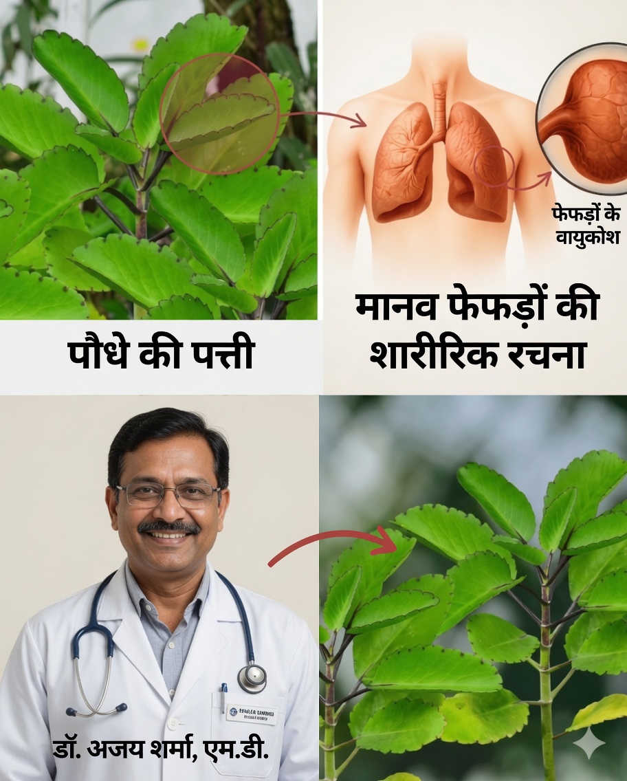 पत्ते की जीवनशक्ति की छिपी हुई शक्ति को अनलॉक करें