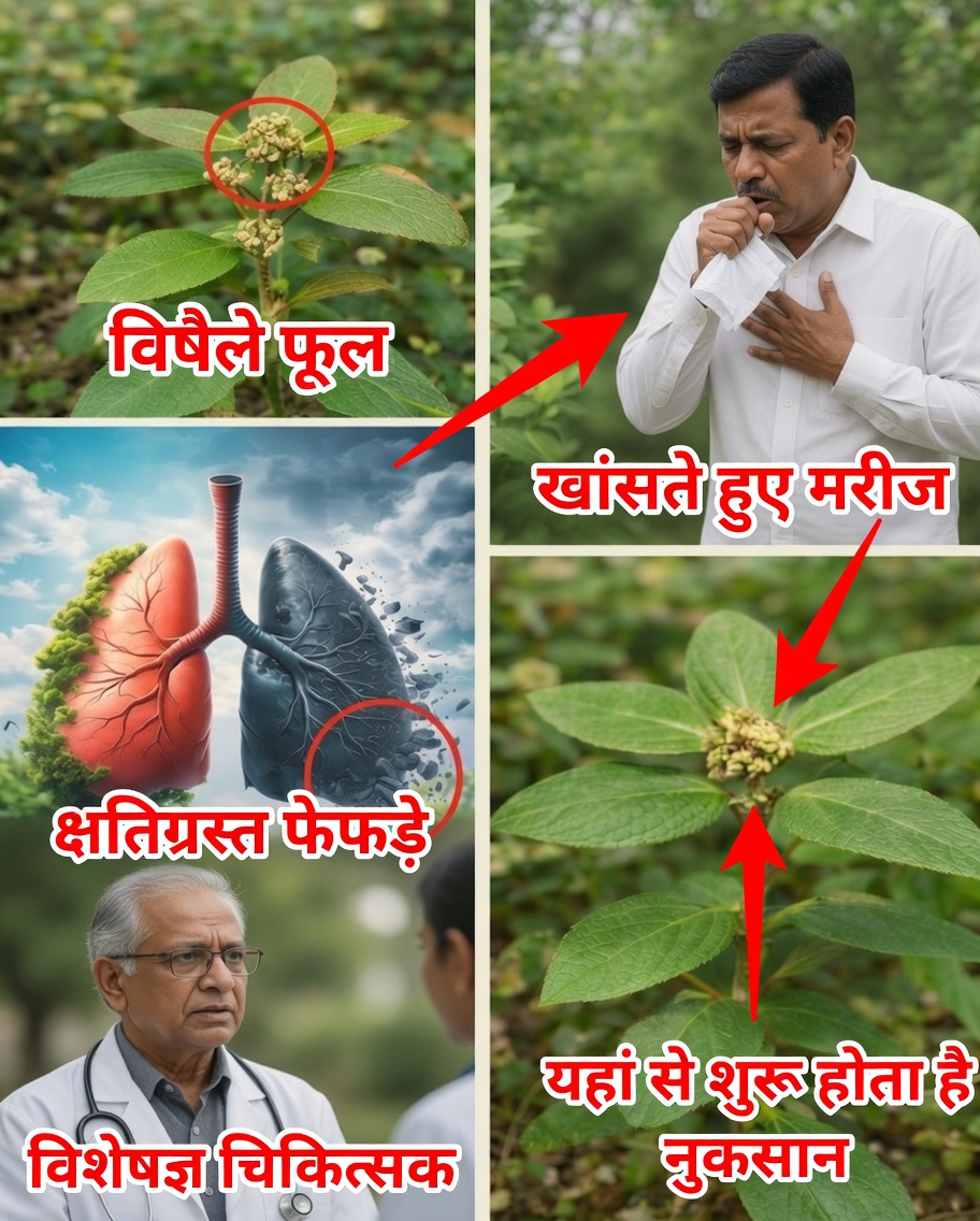 यूफोर्बिया हिर्टा: अस्थमा का पौधा और श्वसन आराम में इसकी पारंपरिक भूमिका