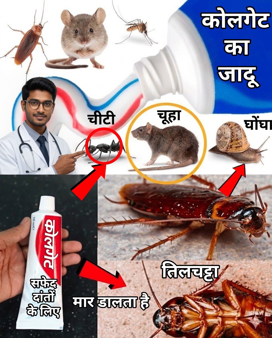 टूथपेस्ट: तिलचट्टों और चींटियों के खिलाफ एक हैरान करने वाली सहयोगी